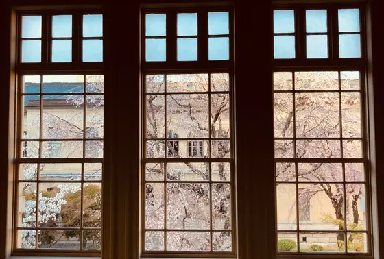 ここから見る枝垂れ桜が好きです