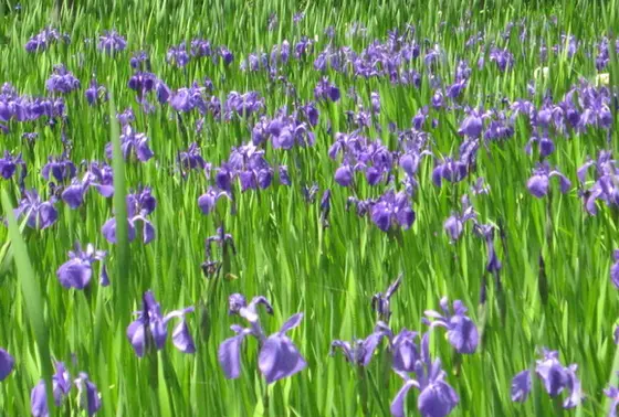 野草花