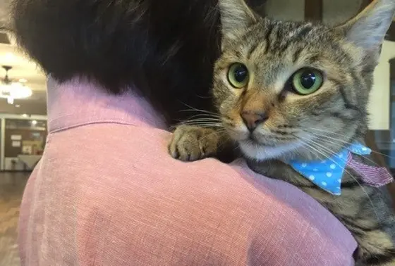 支配猫のかぼにゃん