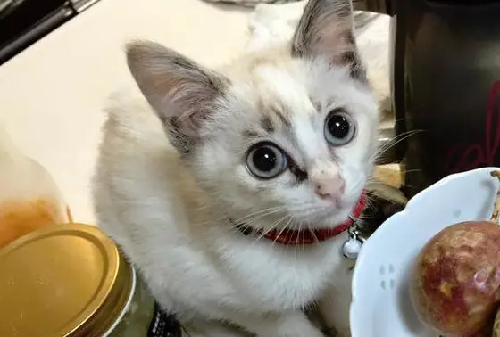 ニャンコさん