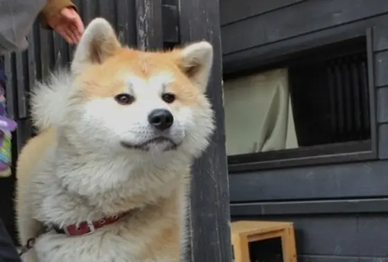 秋田犬の武家丸君