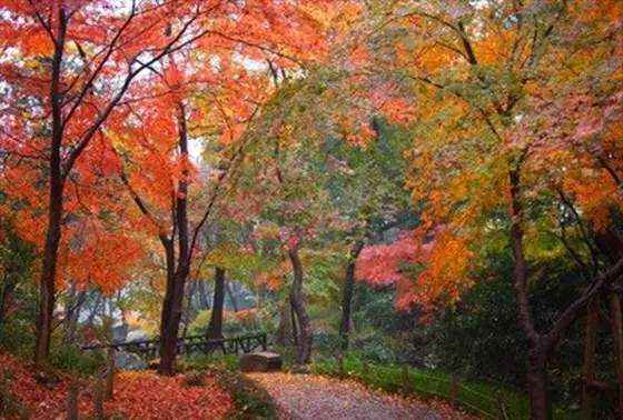 紅葉