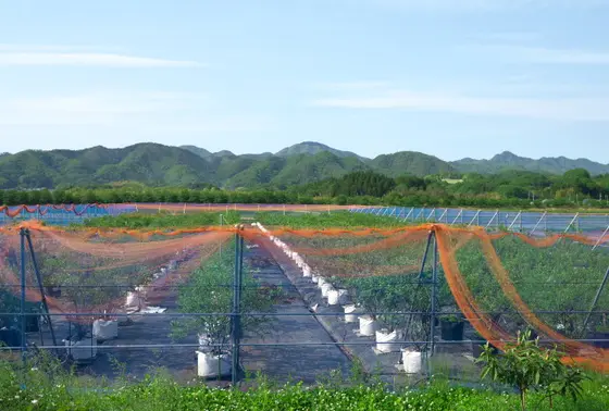 ブルーベリー農園