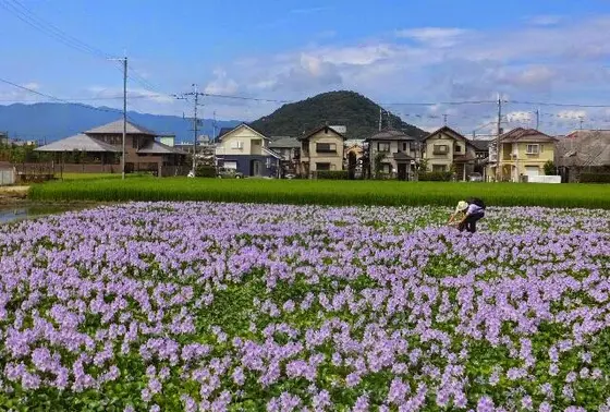 本薬師寺跡のホテイアオイ