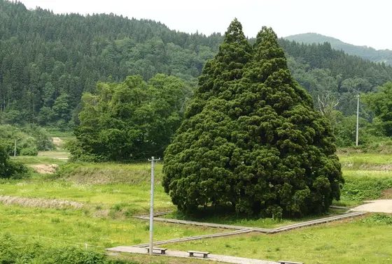 横顔