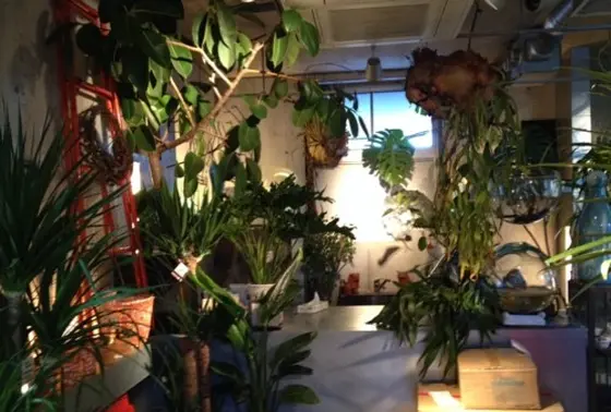 店内はまるでジャングル
