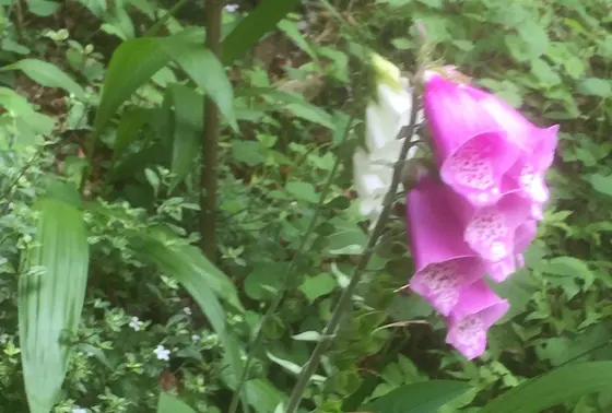 下山口付近にあった花