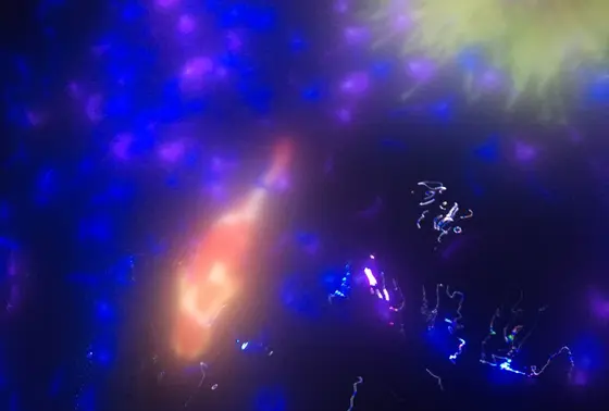 あーーー、コイ！