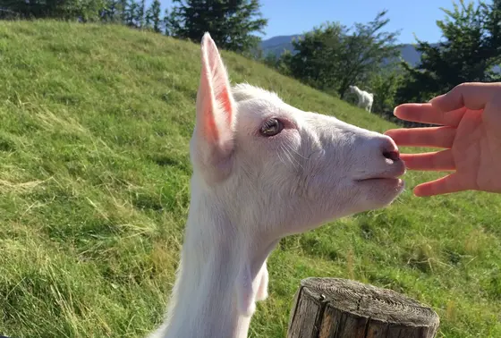 ヤギふれあい