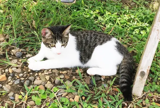 可愛い 店員