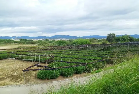 日本遺産！「浜茶」のある景観