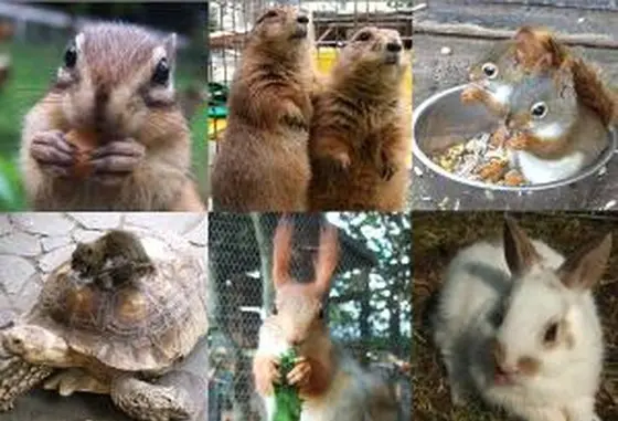 たくさんの小動物