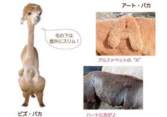 夏のパカさん