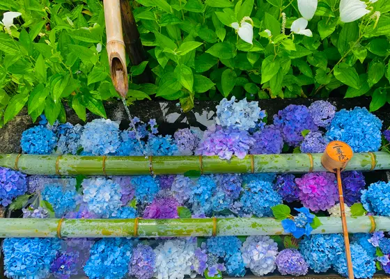 紫陽花