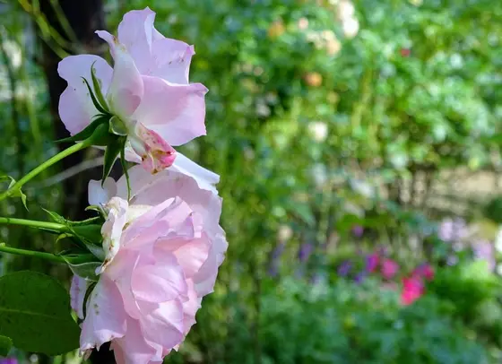 薔薇の品種は約６０種類
