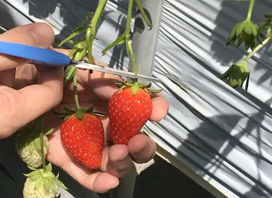 甘〜いいちご食べ放題！