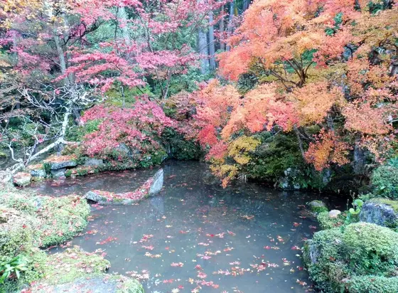 金剛輪寺のもみじ