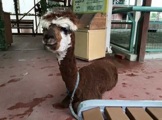 ラマ？アルパカ？