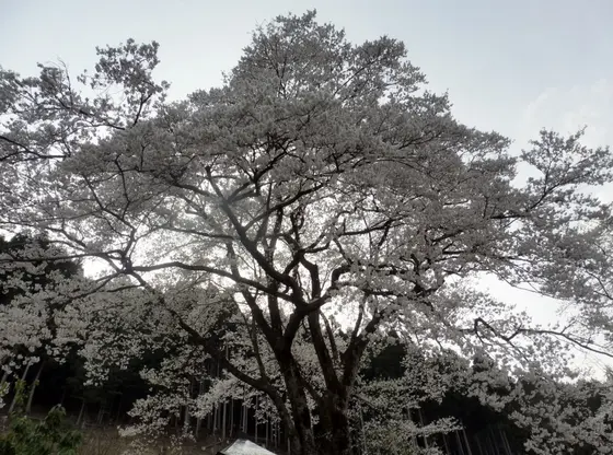 散り際には薄墨色に…。