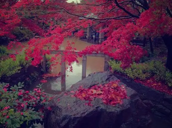 紅葉