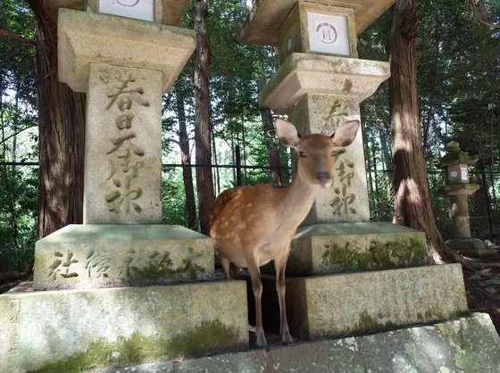神使「鹿」