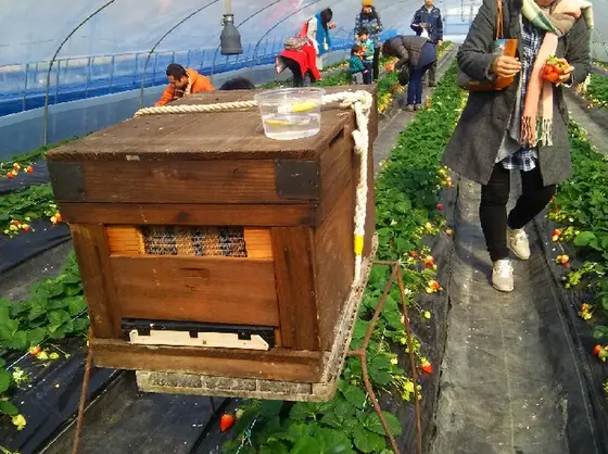 受粉はミツバチさんにおまかせ