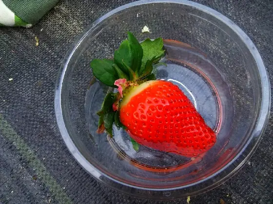軽くすすいでいただきます