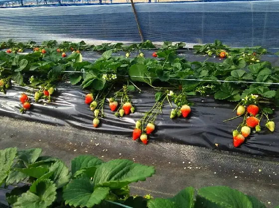 あぁ～春ですね🍓