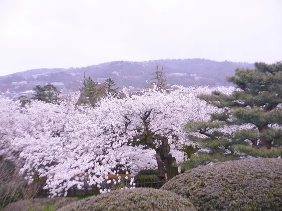 眺望台の桜が見事…！