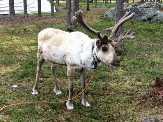 近辺にトナカイも