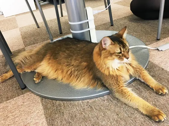 百獣の王がここに！！