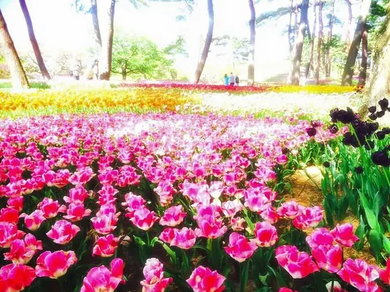 たまごの森