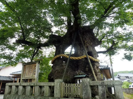 祝木（いほぎ）のけやき
