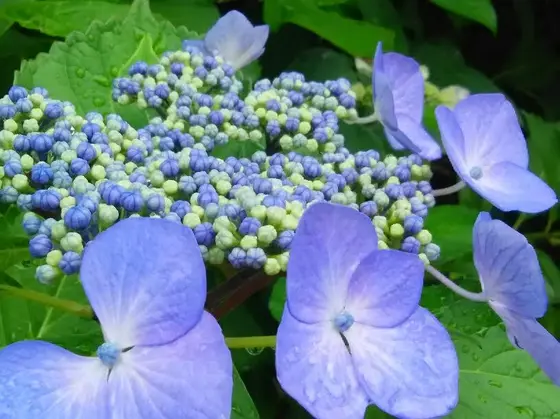 紫陽花が見ごろでした
