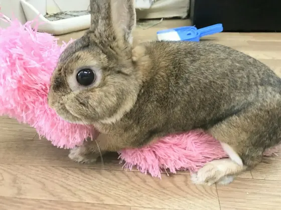 うさびびさんは遊べるうさぎカフェ☆
