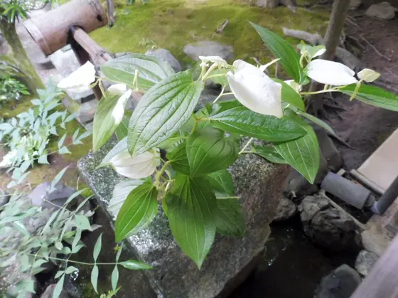 手水鉢には半夏生が…！