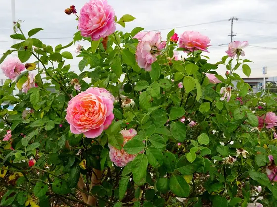 ちょっとしたバラ園も…！