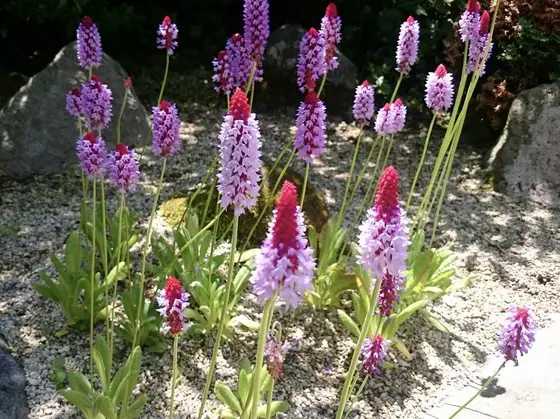 プリムラ・ビアリー