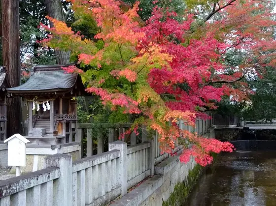 紅葉ならここです…！