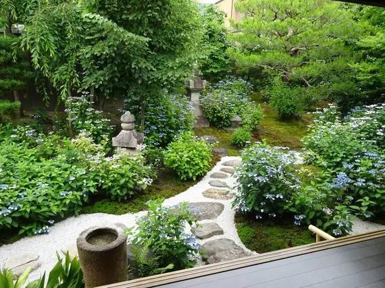 お庭一面に甘茶の花が…！