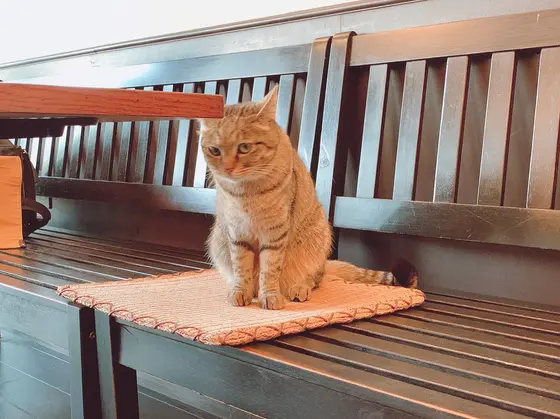 看板猫のかわちゃん