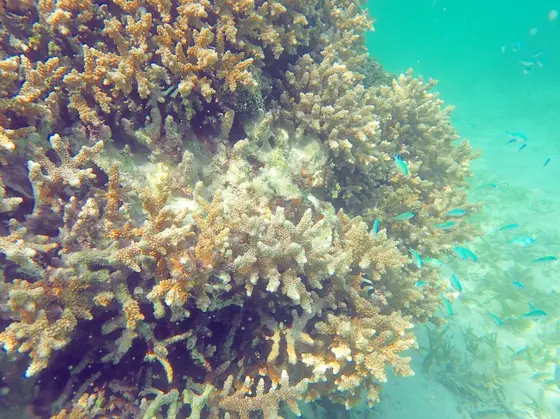 枝サンゴいっぱい