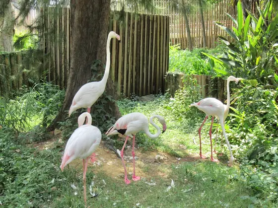 新竹市立動物園