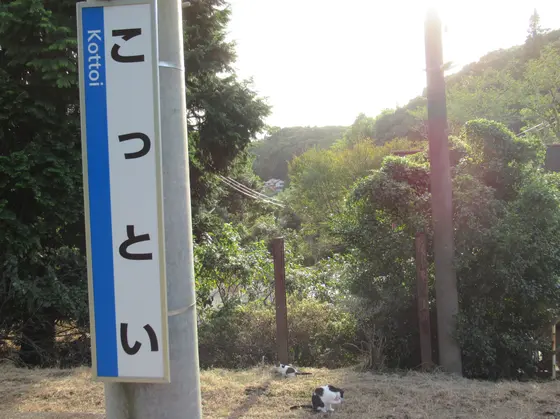 猫ちゃんがたくさん