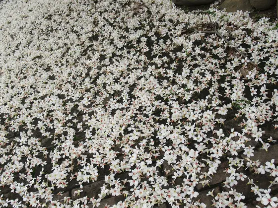 園内の油桐花