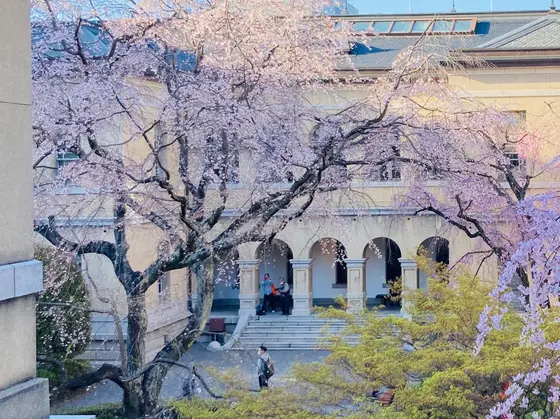 祇園枝垂れ桜