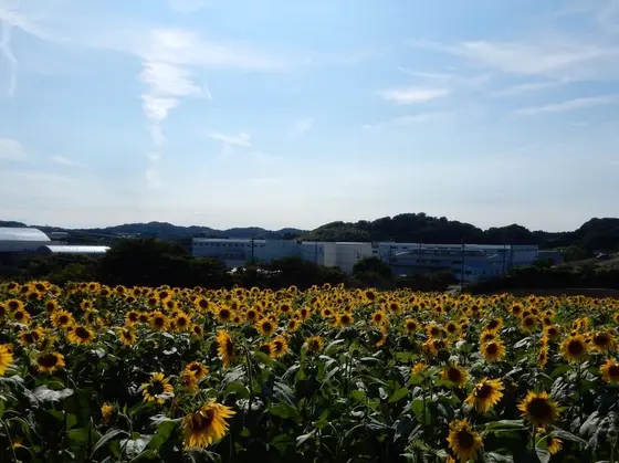 2016年7月30日のひまわり畑