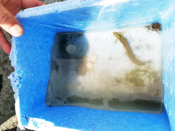 拾った発泡スチロール
