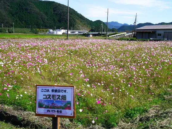 コスモス畑