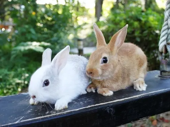 【うさぎ】